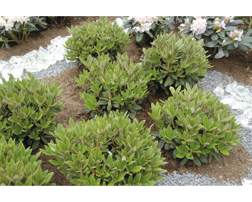 Tuinlandschap met rododendrons, grind en stukken glas