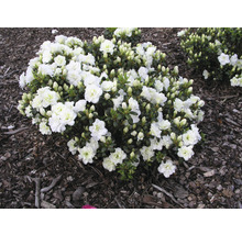 Azalea met witte bloemen