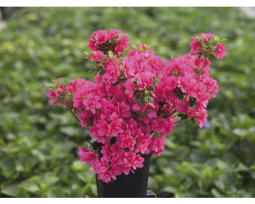 FLORASELF Rhododendron Rhododendron obtusum 'Gislinde' potmaat 2 liter H  20-25 cm kopen! | HORNBACH