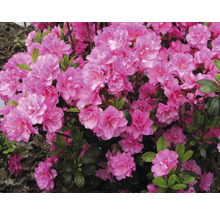 Azalea met roze bloemen