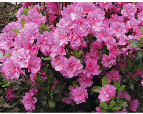 Azalea met roze bloemen