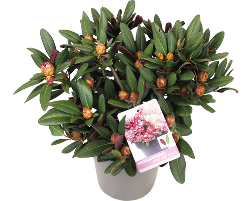 Rhododendron in een pot met bladeren en bloemknoppen