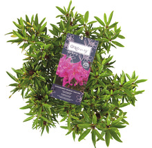 Rhododendron sierstruik met etiket