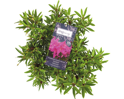 Rhododendron sierstruik met etiket