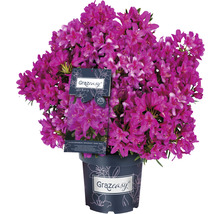 Rhododendron Grazeasy in pot met talrijke bloemen
