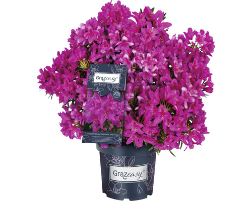 Rhododendron Grazeasy in pot met talrijke bloemen