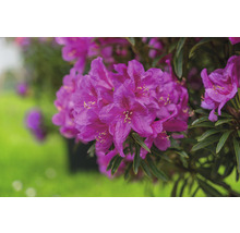 Close-up van een paars bloeiende rododendronplant
