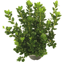 Hebe struik in pot