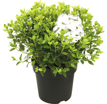 Japanse hulst in pot