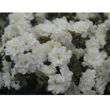 Close-up van een witte azalea