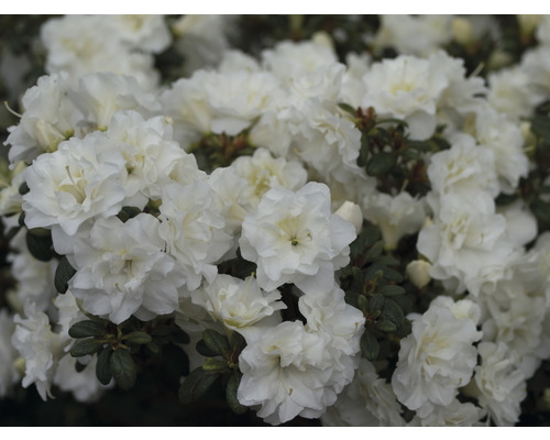 FLORASELF Rhododendron Rhododendron obtusum 'White Pearl' potmaat 5 liter H 30-40 cm FLORASELF Rhododendron Rhododendron obtusum 'White Pearl' potmaat 5 liter H 30-40 cm