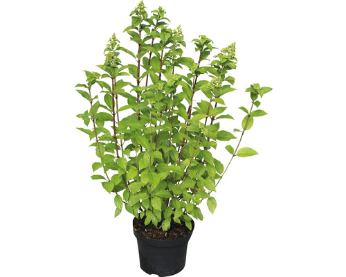 FLORASELF Pluimhortensia Hydrangea Paniculata Limelight potmaat Ø 19 cm H 30 cm Struik in een pot met groene bladeren en scheuten