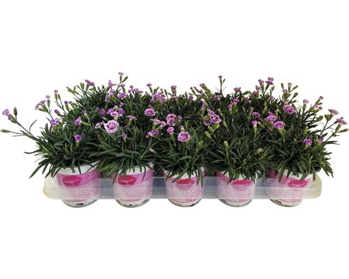 FLORASELF Anjer Dianthus Pink Kisses potmaat Ø 10,5 cm H 9 cm