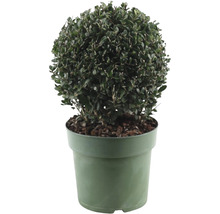 Bolboompje in een plantenbak