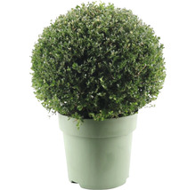 FLORASELF Japanse Hulst Ilex crenata 'Glory Gem' potmaat Ø 33 cm H 50 cm
