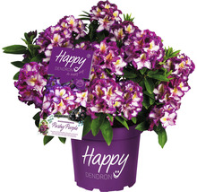 Rhododendron Pushy Purple in pot