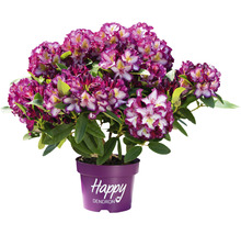 Rhododendron in pot met veelkleurige bloemen