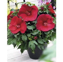 Hibiscus in pot met rode bloemen en groene bladeren