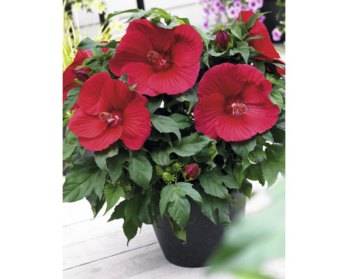 Hibiscus in pot met rode bloemen en groene bladeren