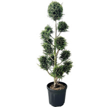 Decoratieve cipres in pot met kunstig vormgesnoeid voor de tuin