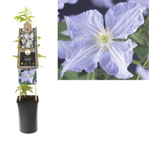 Clematis Blue Angel in pot