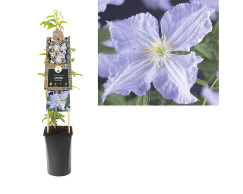 Clematis Blue Angel in pot