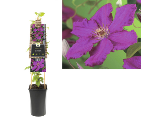 Clematis plant in pot met klimhulp
