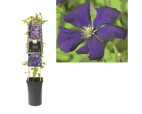 Clematis in pot met bloem