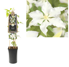 FLORASELF® Klimplant clematis gladys picard 2,3 l 53-70 cm Wit
