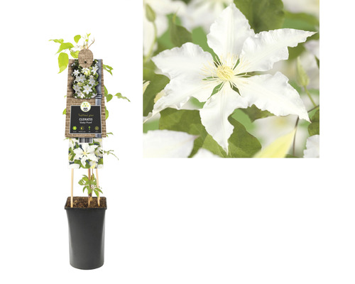 Clematis plant in pot met klimhulp en bloem