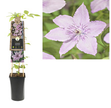 Clematis plant in pot