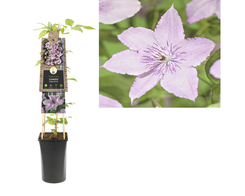 Clematis plant in pot