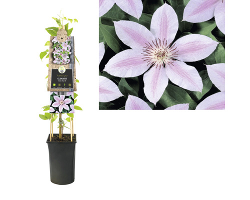 Clematis in pot met klimhulp
