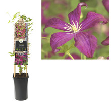 Clematis in pot met bloem