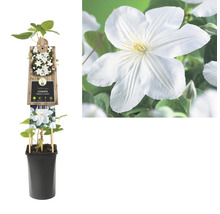FLORASELF Klimplant clematis madame le coultre 2,3 l 53-70 cm Wit