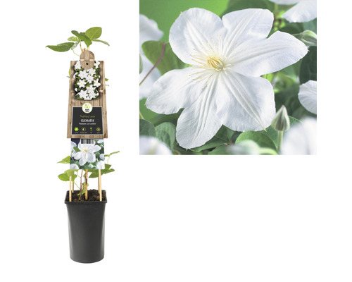 Clematis plant in pot met klimhulp