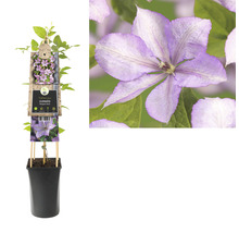 Clematis in pot met plantenlabel en bloem in detail.
