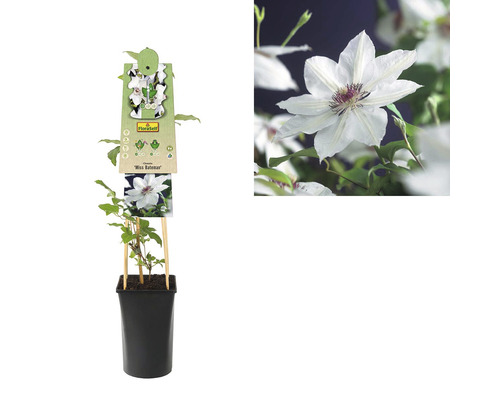Clematis Miss Bateman in pot