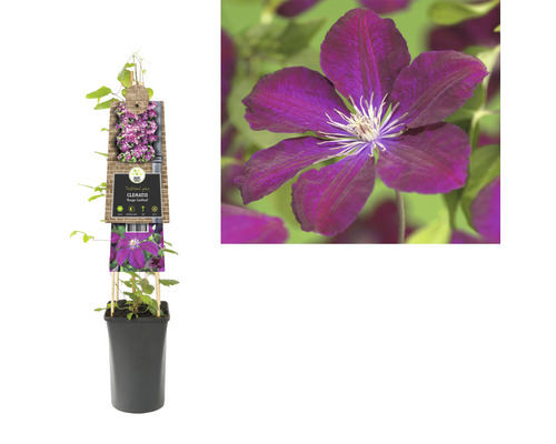 Clematis in pot met klimhulp