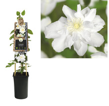 Clematis in pot met witte bloemen