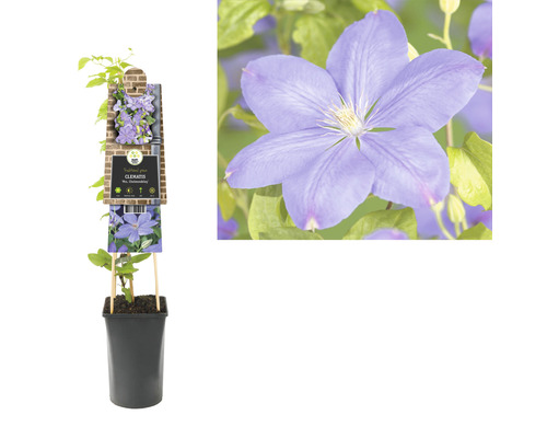Clematis in pot met bloem