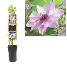 FLORASELF® Klimplant clematis pink fantasy 2,3 l 53-70 cm Roze