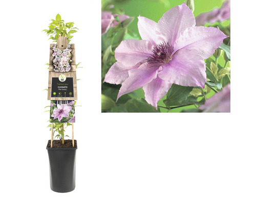 Klimplant Clematis in pot met klimhulp