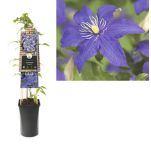 Clematis in pot met klimhulp en bloemenafbeelding