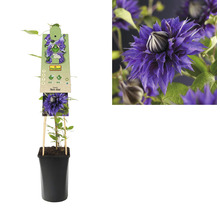 Clematis in pot met plantenlabel en bloemafbeelding