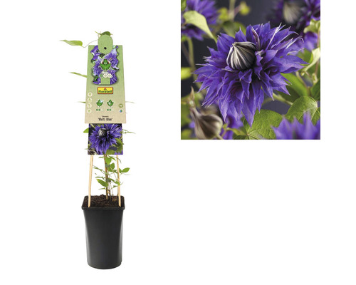Clematis in pot met plantenlabel en bloemafbeelding