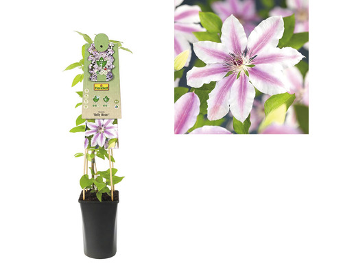 Clematis in pot met klimhulp