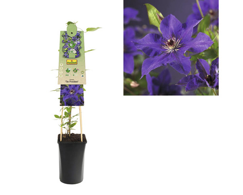 Clematis ''The President'' in een pot