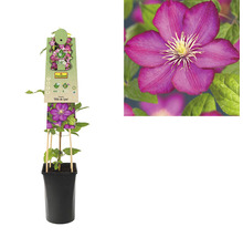Clematis Ville de Lyon in pot met klimhulp