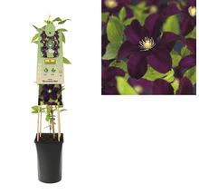 Clematis Warszawska Nike in een pot met klimhulp